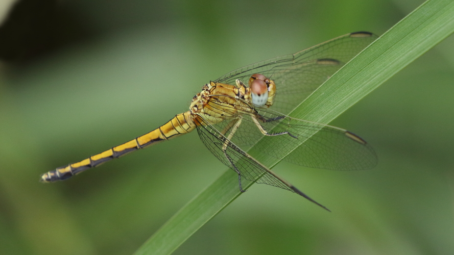 Orthetrum abbotti (Little Skimmer) female 1.JPG